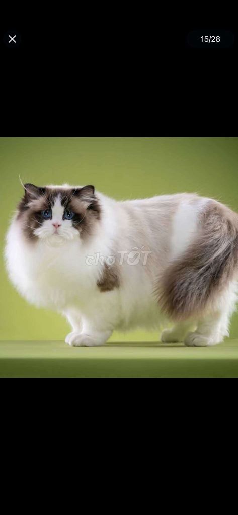 Mèo Ragdoll nhập Trung VIP, sinh sản VN cá từ 5tr. Mua bán Mèo tại Thành phố Thủ Đức Tp Hồ Chí Minh được đăng bởi QUYNH THI TITI hình 1