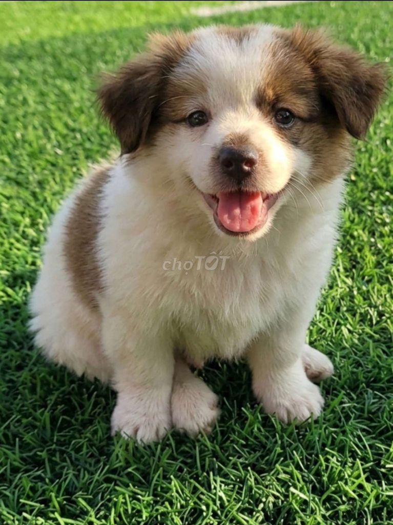 Boder Collie trắng nâu cực đẹp đã tiêm có bảo hành. Mua bán Chó tại Quận 12 Tp Hồ Chí Minh được đăng bởi Thi Thi hình 1