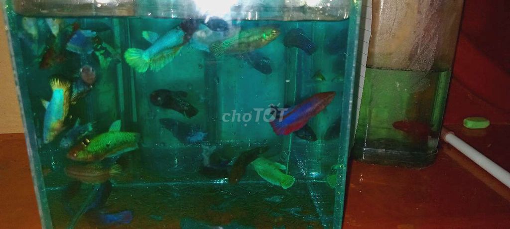200k 20 con. Mua bán Thú cưng khác tại Huyện Lấp Vò Đồng Tháp được đăng bởi Đăng Khoa hình 1