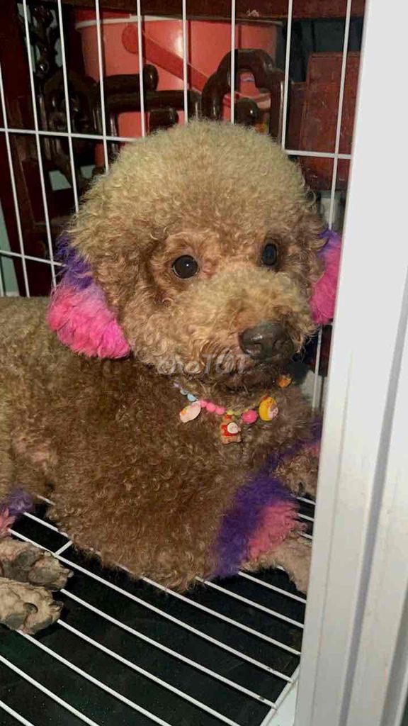 Chó Lạp Xưởng thuần Lai Poodle thuần. Mua bán Chó tại Quận Bình Tân Tp Hồ Chí Minh được đăng bởi Hoàng Sang hình 1