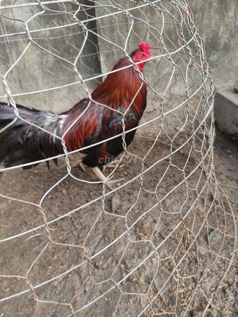 Gà Đỏ đen Đực Khỏe mạnh. Mua bán Gà tại Huyện Ba Tri Bến Tre được đăng bởi Nguyen Ngan hình 1