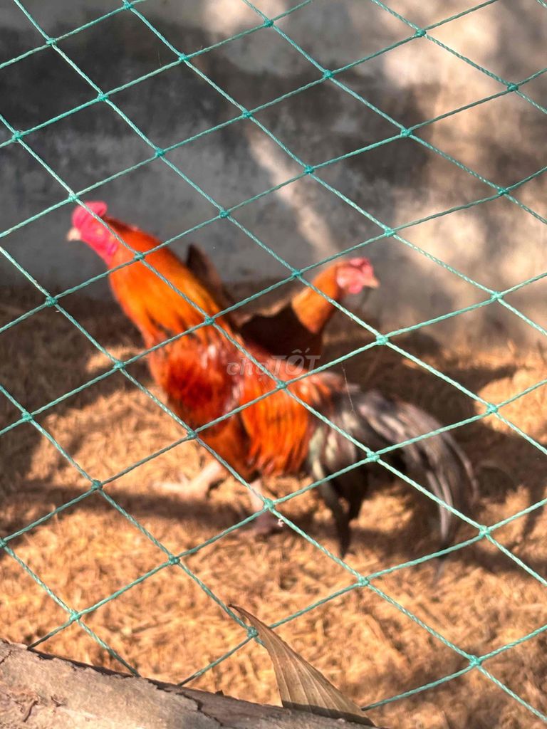 Gà chọi Đỏ cam Đực. Mua bán Gà tại Huyện Nhơn Trạch Đồng Nai được đăng bởi Minh Quân hình 1