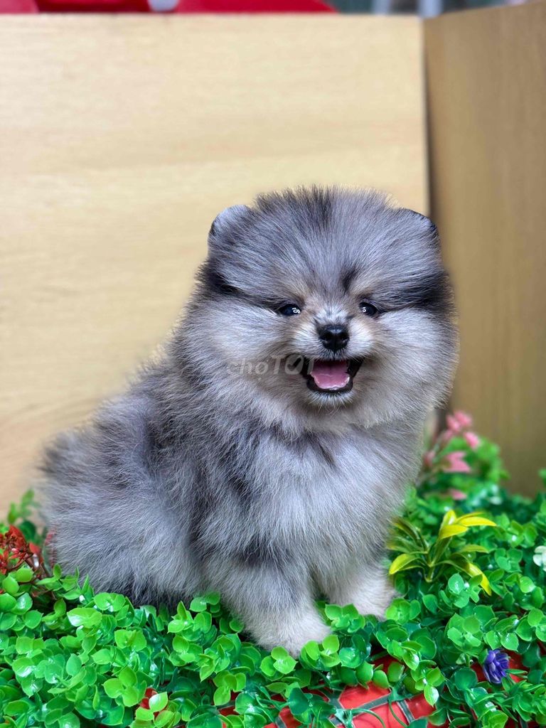 Chó Pomeranian Mini nhiều màu. Mua bán Chó tại Quận Tân Bình Tp Hồ Chí Minh được đăng bởi nguyễn tường vân hình 2