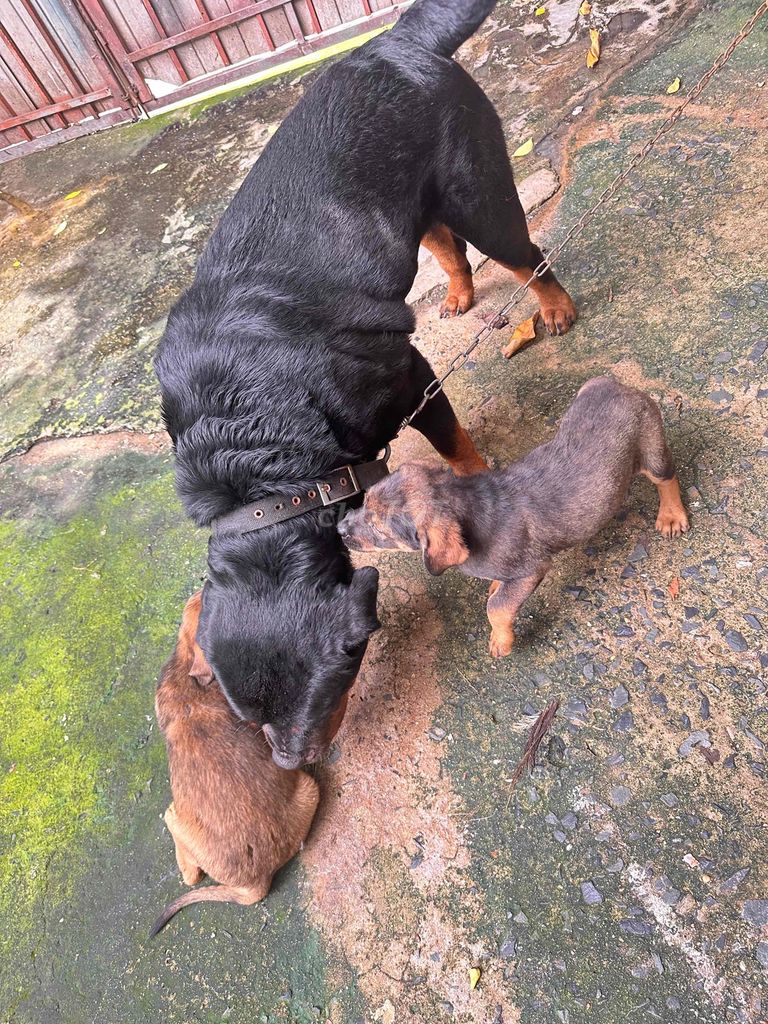 Chó Rottweiler lai Béc-giê 2 tháng Vàng đen. Mua bán Chó tại Quận Bình Tân Tp Hồ Chí Minh được đăng bởi THANh QUYỀN  hình 1