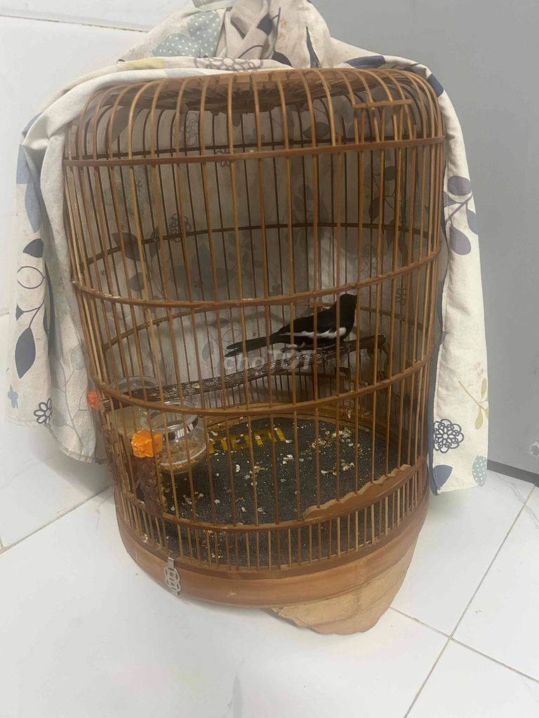 Chim than voi Đen trắng Khỏe mạnh Hót hay. Mua bán Chim tại Huyện Đức Hòa Long An được đăng bởi Phong hình 1