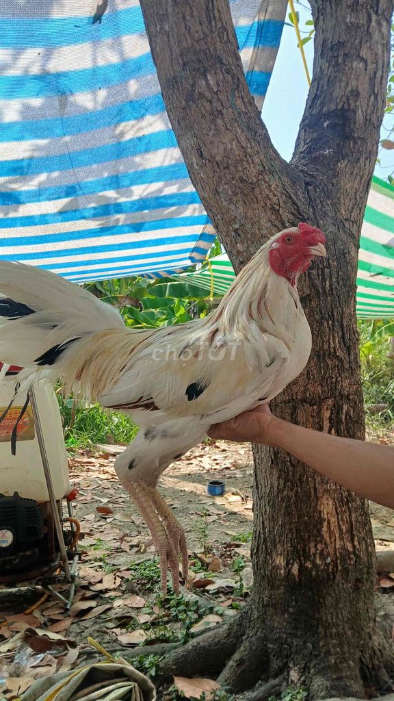 Gà bướm mồng chích. Mua bán Gà tại Thị xã Bến Cát Bình Dương được đăng bởi Hn Giang hình 1