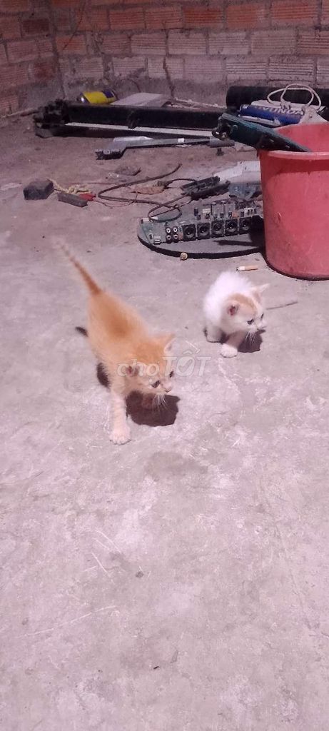 Mèo Vàng Trắng. Mua bán Mèo tại Thị xã Bến Cát Bình Dương được đăng bởi Ngo Dat hình 1