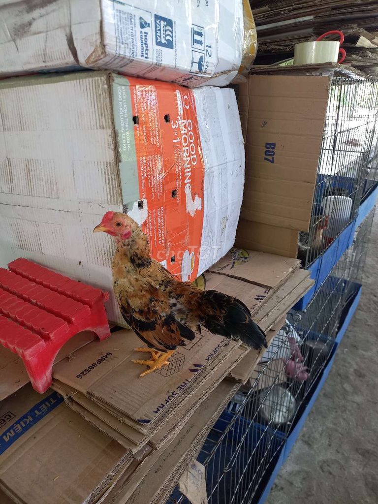 Gà tre trống 300g 3 tháng. Mua bán Gà tại Quận Cái Răng Cần Thơ được đăng bởi ken nguyễn  hình 1