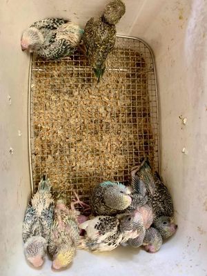 gả 10 bé yến phụng non 1tr5. Mua bán Chim tại Huyện Trảng Bàng Tây Ninh được đăng bởi Tuyết Tuyết