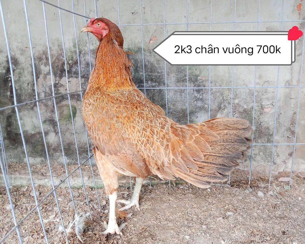 Khét chân vuông chạng 2,5 kg