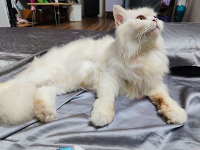 Mèo Ba Tư đực cái 5 tháng