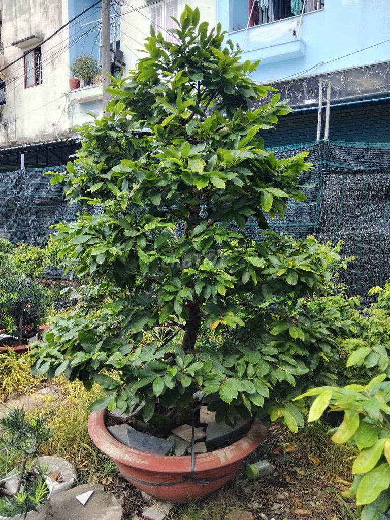 chậu mai vàng ghép.. Mua bán Cây cảnh, đồ trang trí tại Quận 12 Tp Hồ Chí Minh được đăng bởi ĐẠT hình 1