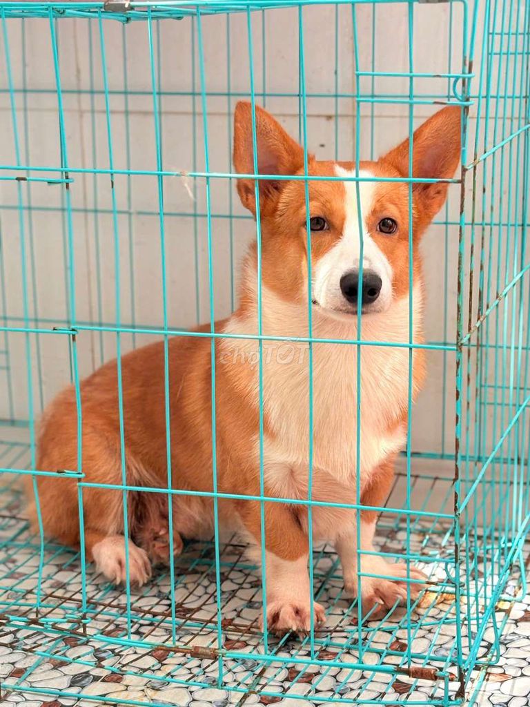 Chó Corgi đực 8 tháng tuổi. Mua bán Chó tại Thành phố Vũng Tàu Bà Rịa - Vũng Tàu được đăng bởi Thinh Nguyen hình 1