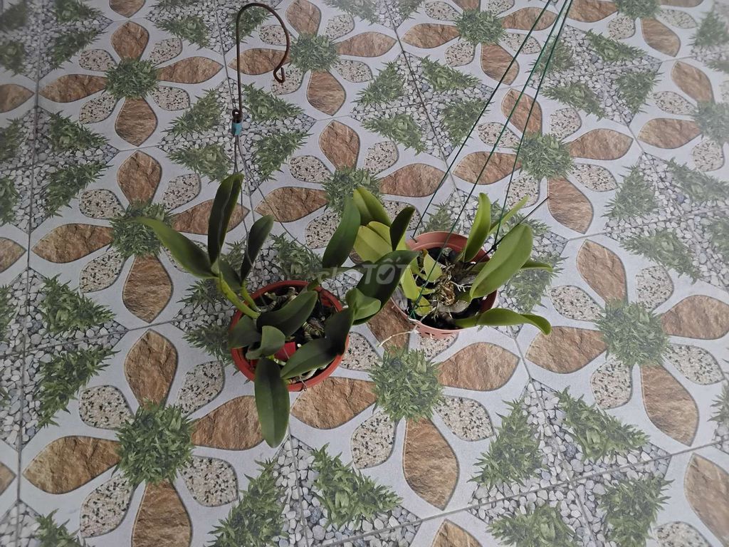 Combo Lan Cattleya. Mua bán Cây cảnh, đồ trang trí tại Huyện Hóc Môn Tp Hồ Chí Minh được đăng bởi Tiến Tăng hình 1