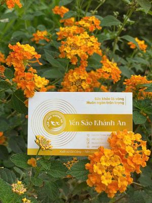 Gia Công Tổ Yến Thô tại HCM. Mua bán Đồ ăn, thực phẩm và các loại khác tại Quận Tân Phú Tp Hồ Chí Minh được đăng bởi Yến Sào Khánh An
