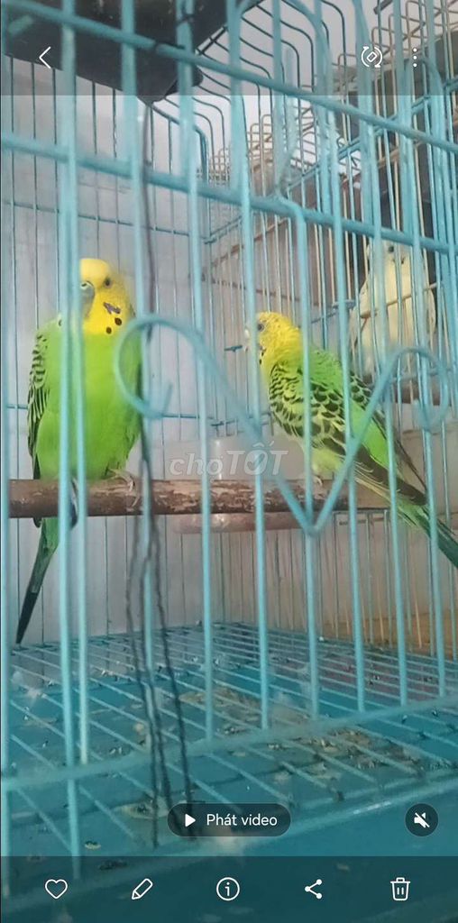 Chim Hà Lan Xanh lá Vàng. Mua bán Chim tại Huyện Hóc Môn Tp Hồ Chí Minh được đăng bởi Như Lê hình 1
