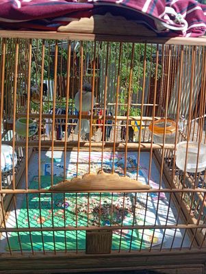 Chào mào mái xám trắng,rồng xanh nam mỹ 80cm rau. Mua bán Chim tại Huyện Bình Chánh Tp Hồ Chí Minh được đăng bởi Thành Ban