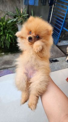 Pom Thái Vàng Cam Toàn Thân