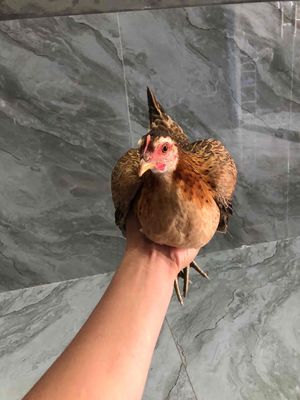 thanh lý e tre lai rừng nha các anh cj. Mua bán Gà tại Huyện Sơn Dương Tuyên Quang được đăng bởi Thi hoa Duong