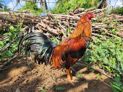 Hàng đấu. Mua bán Gà tại Quận 1 Tp Hồ Chí Minh được đăng bởi nguyên văn Tâm 