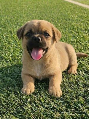 Chó Pug f1 màu nâu siêu đẹp đã tiêm có sổ BH