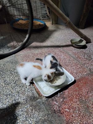 Mèo nhà lai Ba Tư nhiều đời dễ nuôi. Mua bán Mèo tại Thị xã Bến Cát Bình Dương được đăng bởi Anh Long