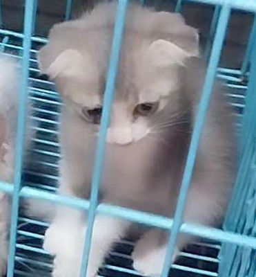 Mèo Lông ngắn tai cụp BÒ SỮA 2tháng tuổi