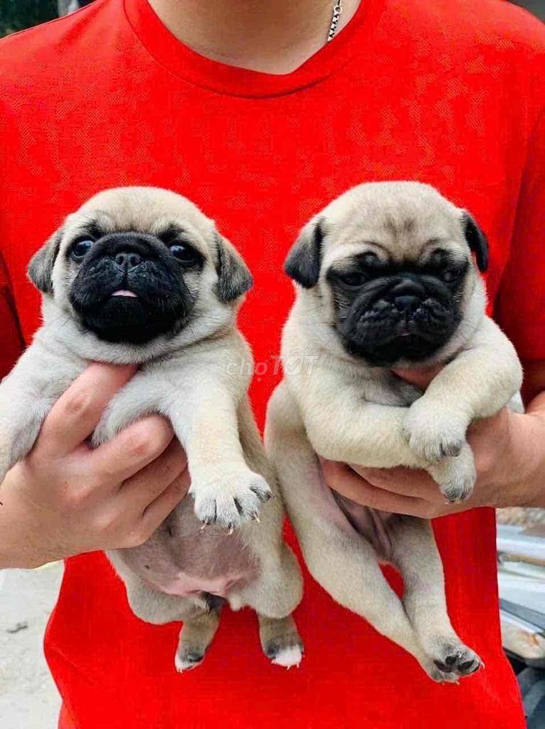 còn mấy bé pug xệ dsax tiêm ngừa và xổ giun