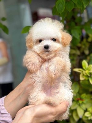 chó poodle tini 1 nâu đỏ 1 trắng tai kem. Mua bán Chó tại Quận Hai Bà Trưng Hà Nội được đăng bởi Nguyễn Hữu