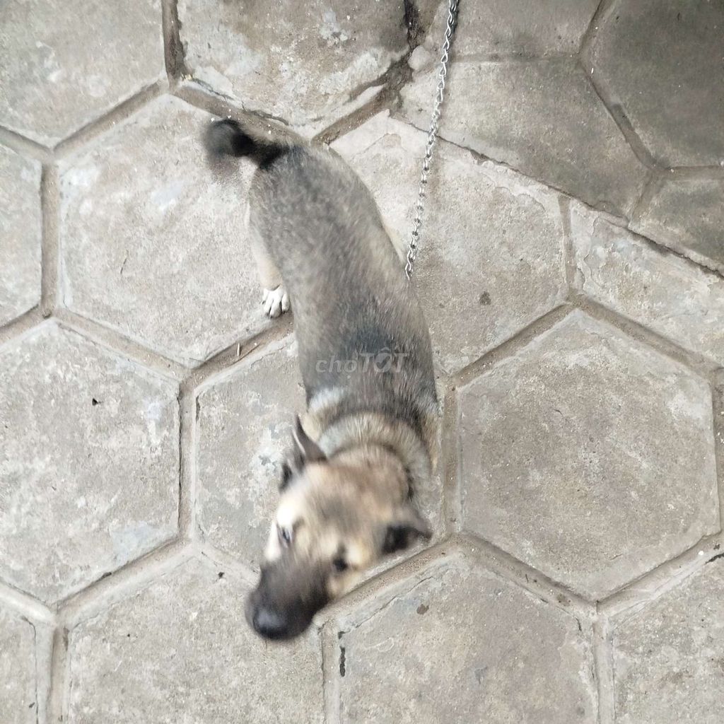 BÁN CHÓ CỎ CẦN THƠ. Mua bán Chó tại Quận Bình Thuỷ Cần Thơ được đăng bởi Lê Nhật Quang hình 1