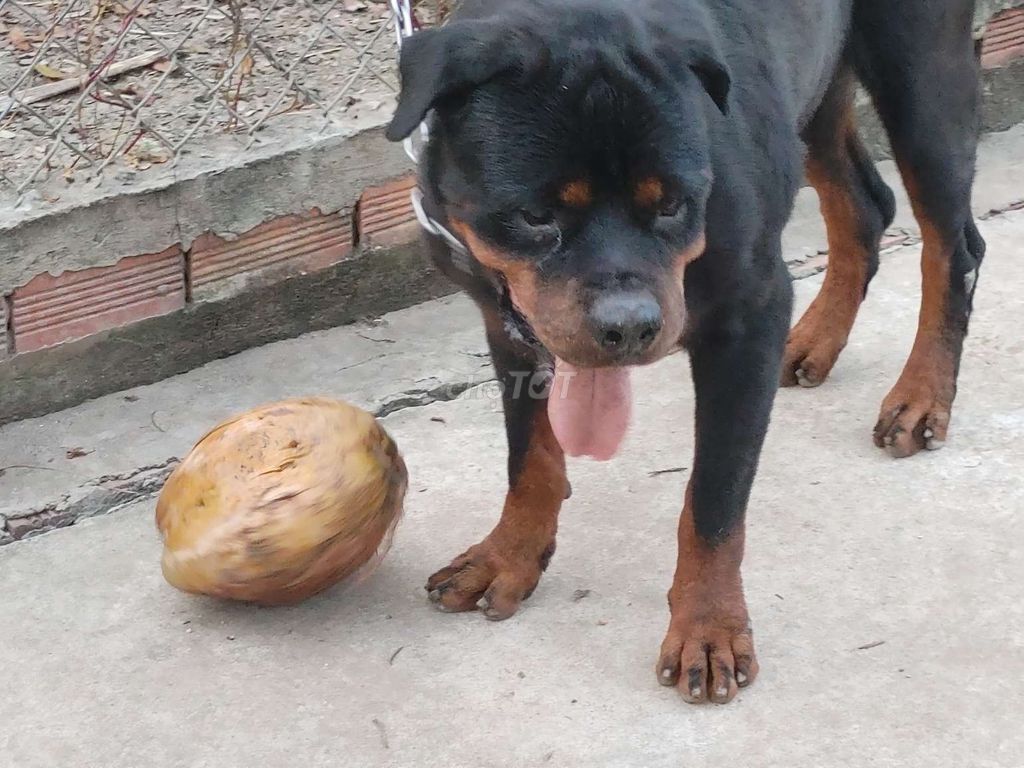 Chó Đực Giấy Vka. Mua bán Chó tại Huyện Bình Chánh Tp Hồ Chí Minh được đăng bởi Nhân Rottweiler  hình 3