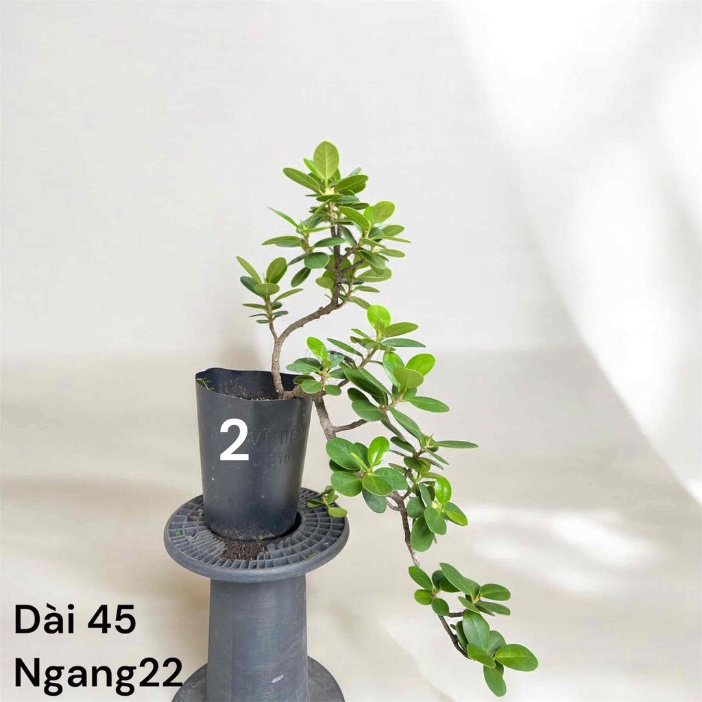 Si đồng tiền siêu trái quanh năm. Mua bán Cây cảnh, đồ trang trí tại Quận Gò Vấp Tp Hồ Chí Minh được đăng bởi BonsaiGovap hình 1