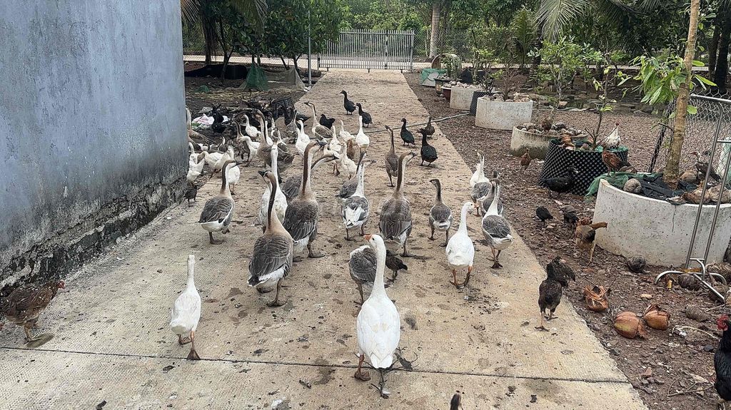Ngỗng lớn nhỏ nuôi phong thủy. Mua bán Thú cưng khác tại Thành phố Long Khánh Đồng Nai được đăng bởi Lê Quốc Tiến hình 1