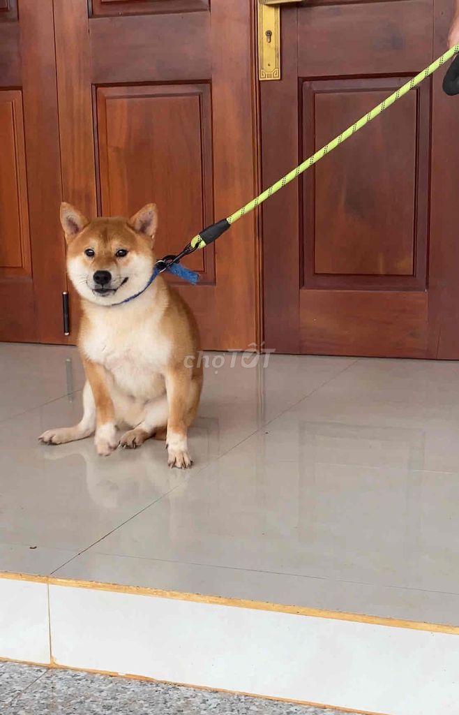 Chó Shiba Inu nhập Nhật. Mua bán Chó tại Thành phố Buôn Ma Thuột Đắk Lắk được đăng bởi thường hình 1