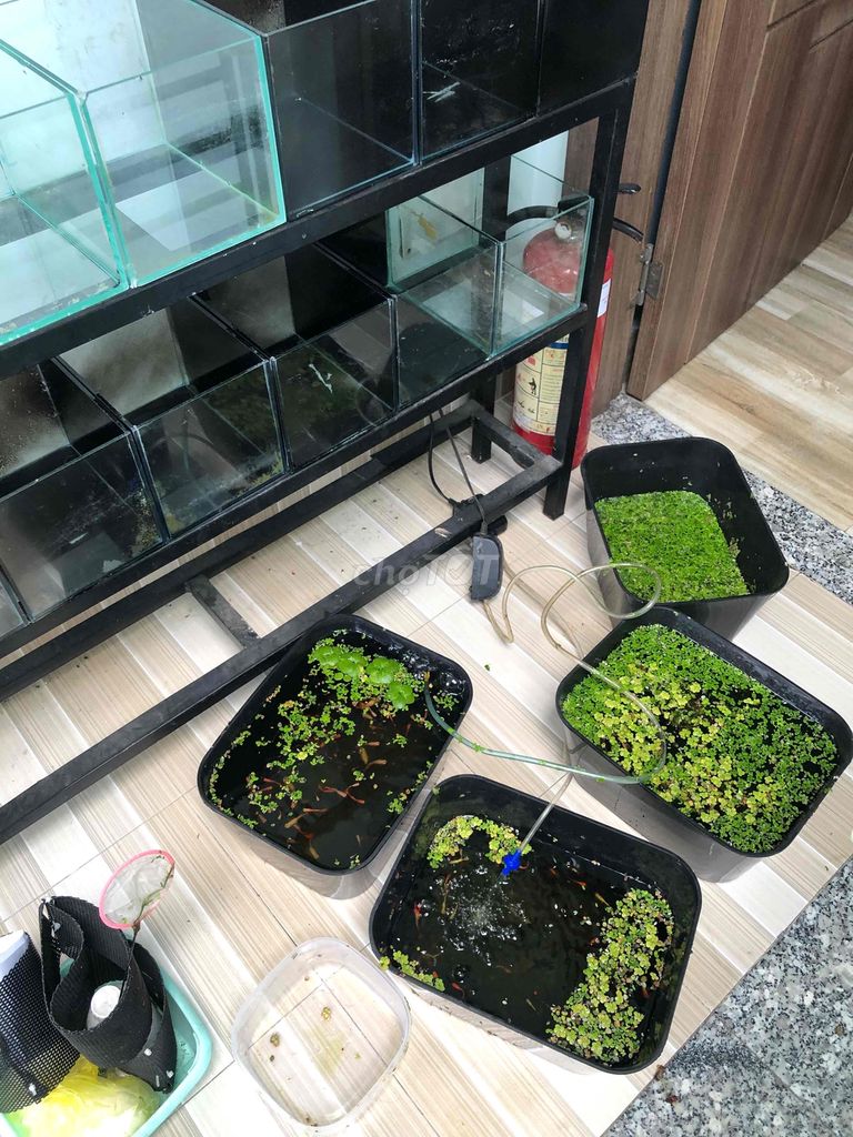 Mình chuyển trọ nên cần thanh lý dụng cụ nuôi cá