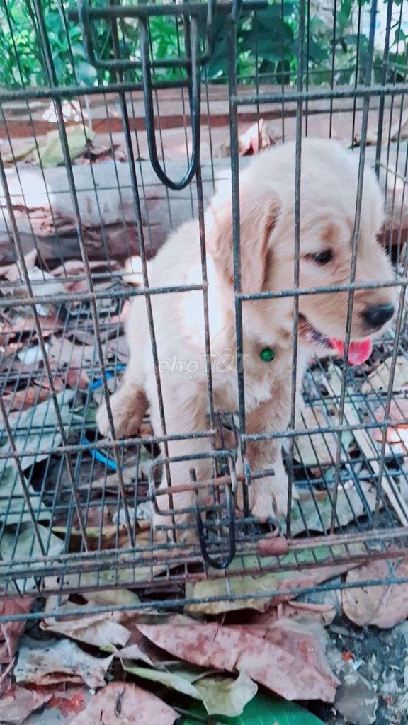 Chó Golden Retriever Vàng kem 2 tháng. Mua bán Chó tại Thành phố Sa Đéc Đồng Tháp được đăng bởi Nguyễn hình 1