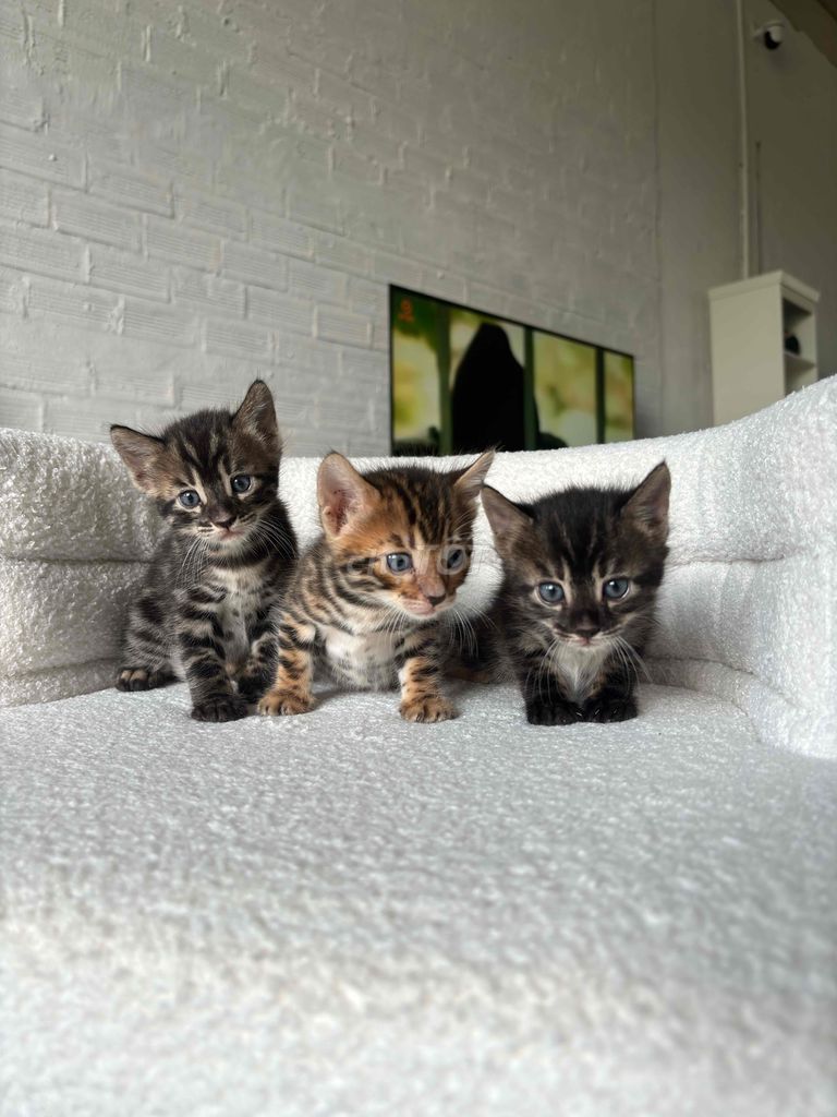 Bengal siêu phẩm Kayli, bame Nhập tịch ngoại WCF. Mua bán Mèo tại Quận 7 Tp Hồ Chí Minh được đăng bởi PHẠM QUỐC LẬP hình 1