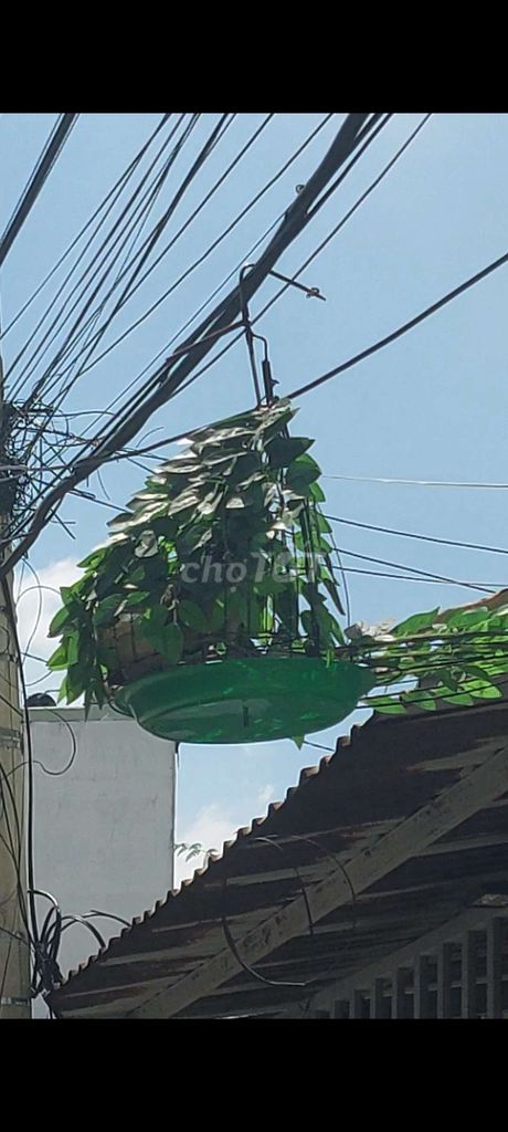 Chim cu mồi thanh lý ngày lễ