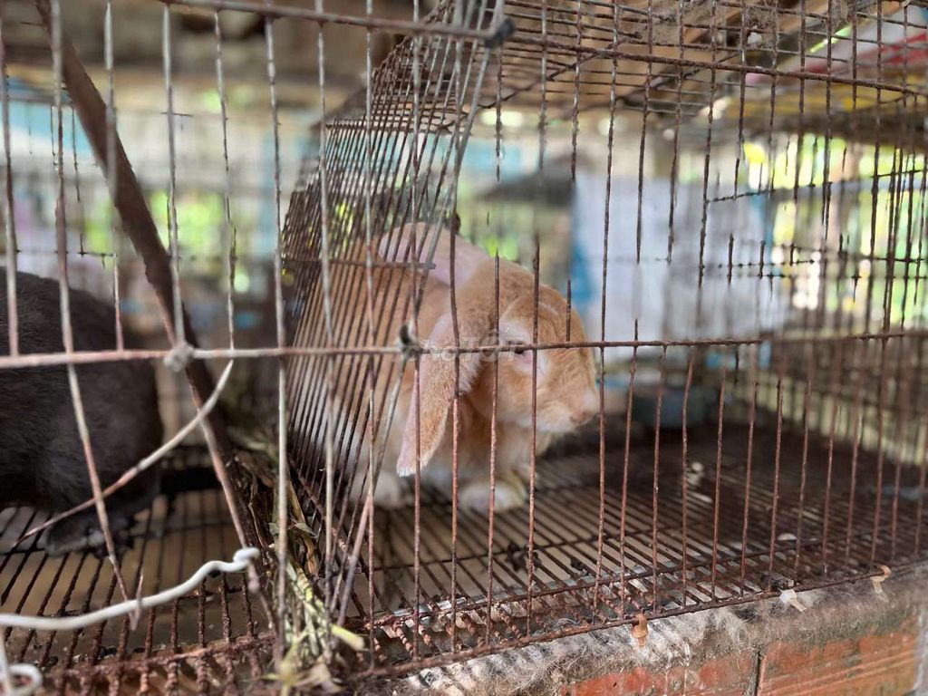 Thỏ Giống . Mua bán Thú cưng khác tại Huyện Giồng Trôm Bến Tre được đăng bởi CHÚ TIỀN  hình 1
