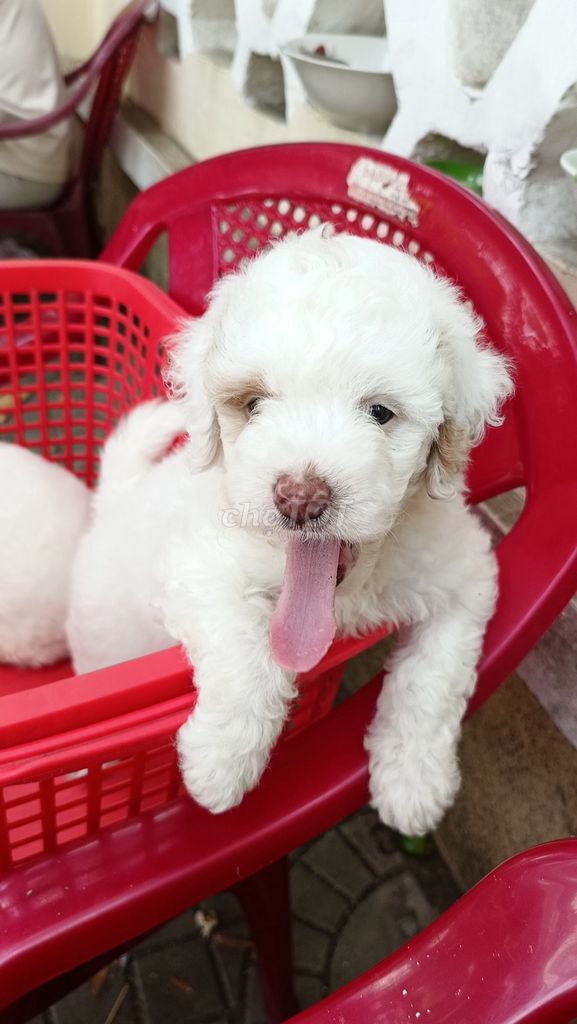Chó Poodle nhỏ đực cái 1 tháng. Mua bán Chó tại Thành phố Trà Vinh Trà Vinh được đăng bởi Phúc Truyền hình 1