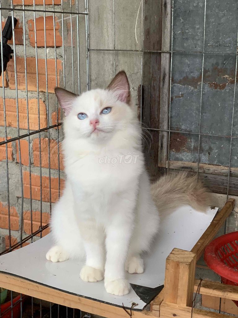 mèo Ragdool thuần
