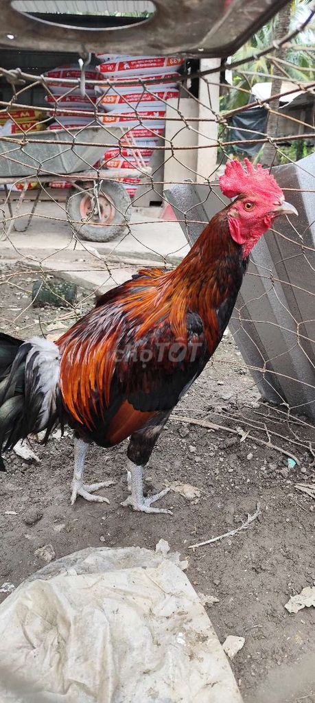 Gà tơ Nâu đen 2.7kg. Mua bán Gà tại Huyện Chợ Gạo Tiền Giang được đăng bởi Thì Chơi Thích hình 1