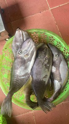 Cá bò da. Mua bán Đồ ăn, thực phẩm và các loại khác tại Quận Bình Tân Tp Hồ Chí Minh được đăng bởi Trí Lê