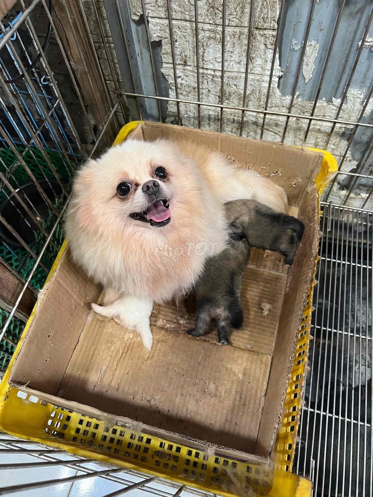 🐶 Phốc Sóc mẹ và 3 con. Mua bán Chó tại Huyện Đông Anh Hà Nội được đăng bởi Nguyen hung hình 1