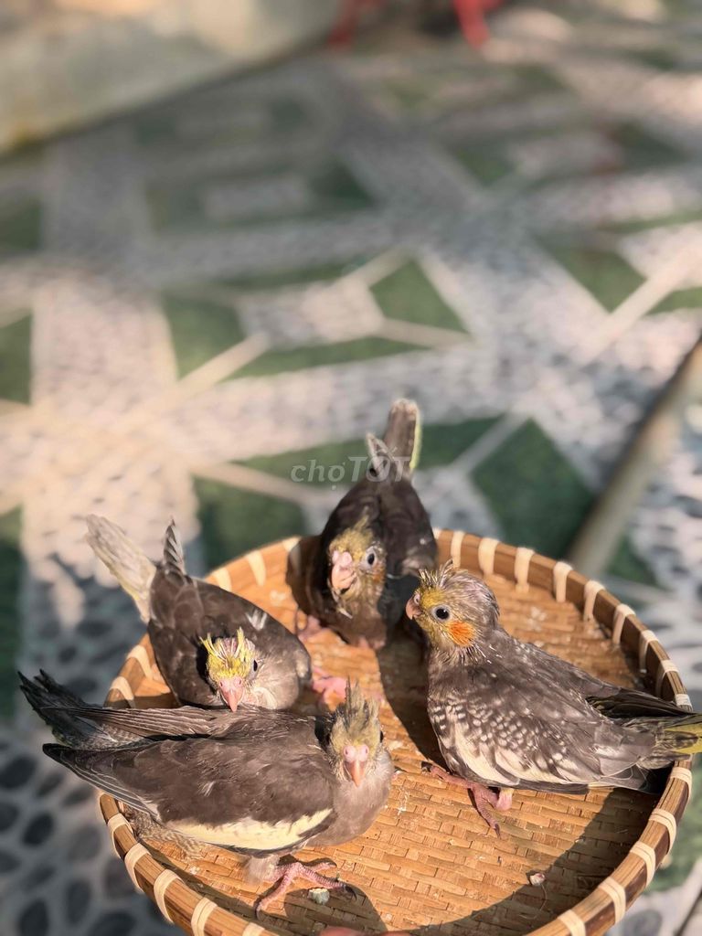 Vẹt Mã Lai non đa sắc màu. Mua bán Chim tại Huyện Củ Chi Tp Hồ Chí Minh được đăng bởi Phương Trinh hình 1