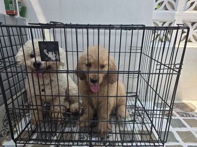 Chó Poodle trắng