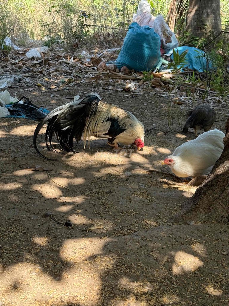 Gà Tân Châu trống đa sắc. Mua bán Gà tại Huyện Ninh Phước Ninh Thuận được đăng bởi Dương ngữ hình 1