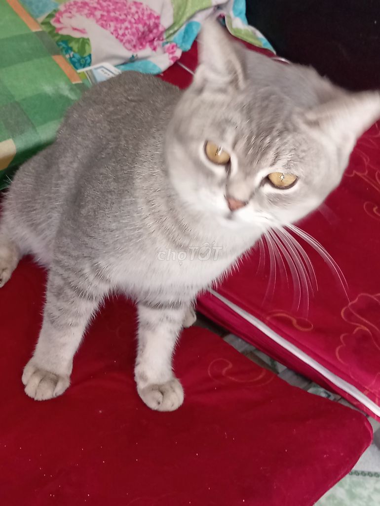 Mèo Anh lông ngắn Xám. Mua bán Mèo tại Huyện Long Thành Đồng Nai được đăng bởi Kiệt Trịnh Quốc hình 1