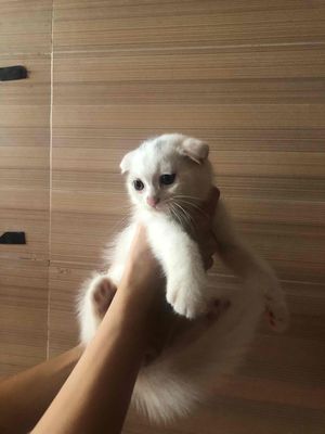 mèo aln trắng nhà nuôi. Mua bán Mèo tại Huyện Tiên Du Bắc Ninh được đăng bởi Lâm Bảy