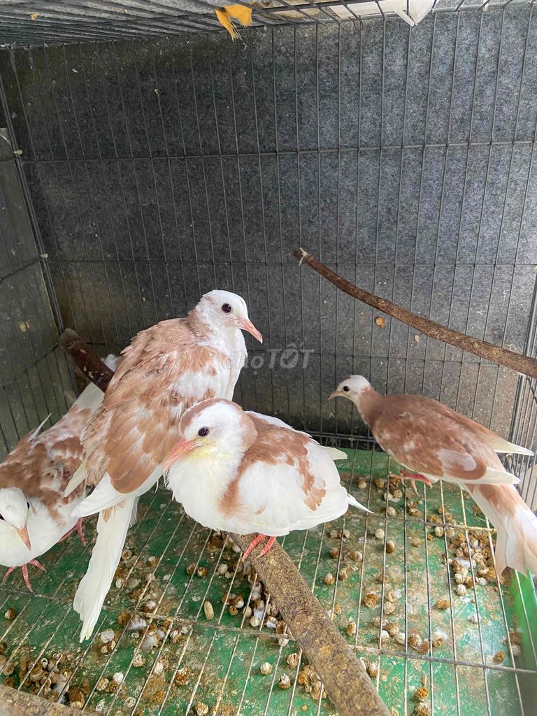 Cu thái văn hoa đỏ. Mua bán Chim tại Quận Gò Vấp Tp Hồ Chí Minh được đăng bởi Cường Cool hình 1